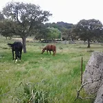 Mendulas