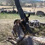 Mendulas