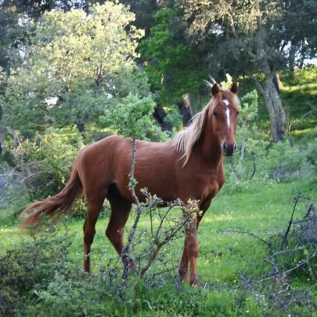 Bed & Breakfast Mendulas