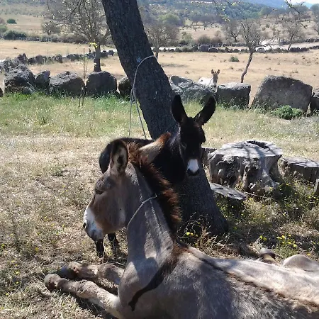 Mendulas