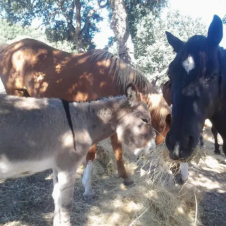 Bed & Breakfast Mendulas *