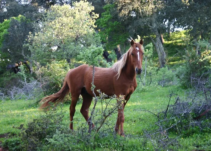 Bed and breakfast Mendulas