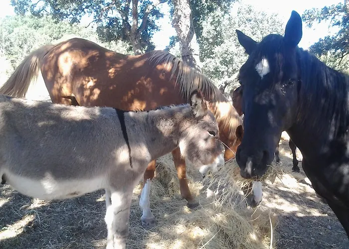 Bed and breakfast Mendulas *